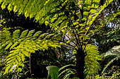 Chiang Mai - Bhubing Palace. The fern garden.